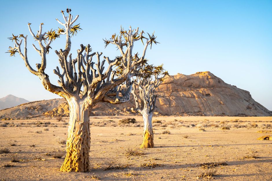 Two Quiver Trees in front of Blutkuppe Mountain in Namibia